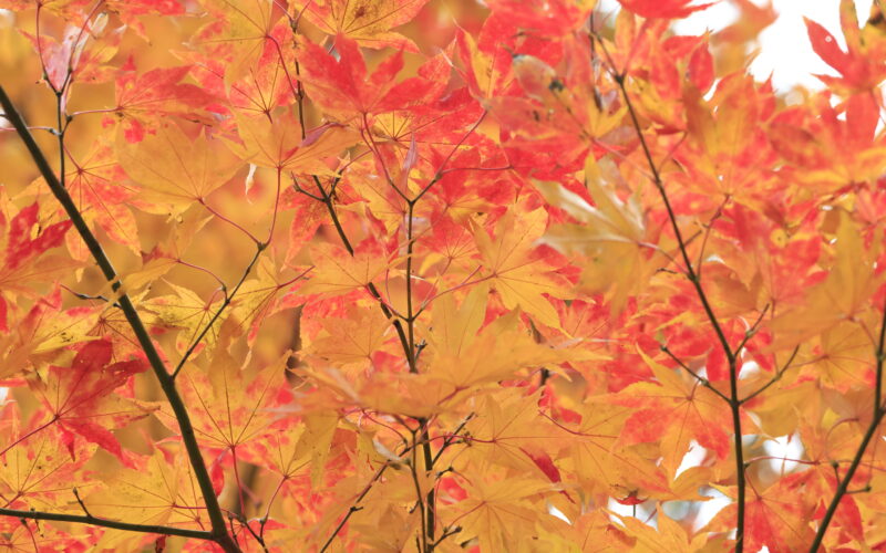 煉獄さん紅葉