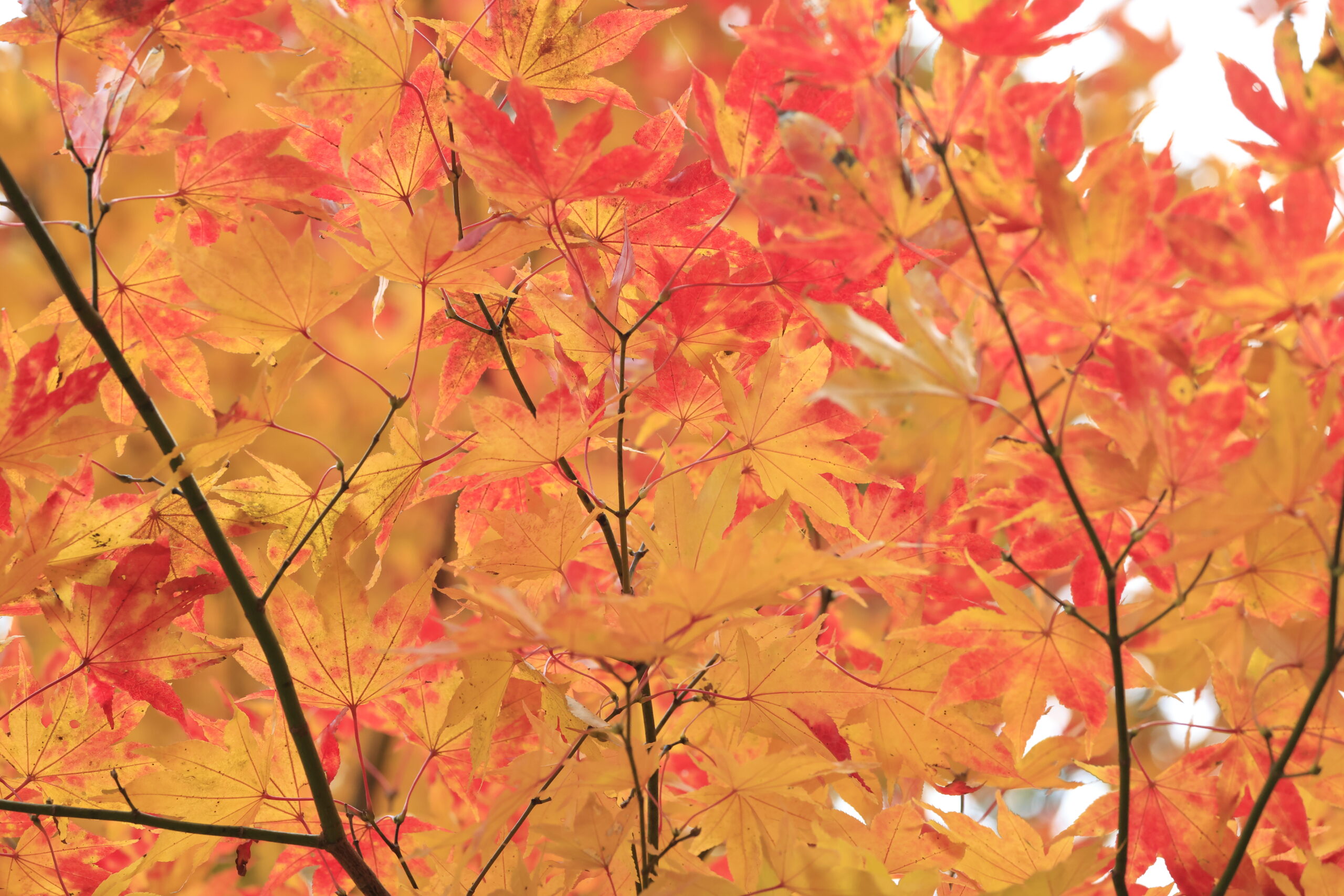 煉獄さん紅葉