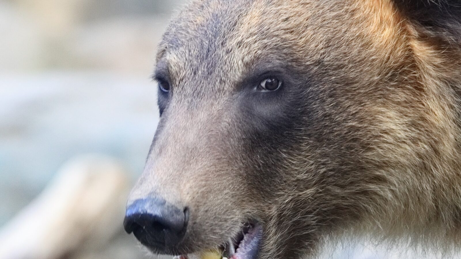 人に自然を管理することができるのか？私に起きたクマ問題のSNSの反応を材料に考える